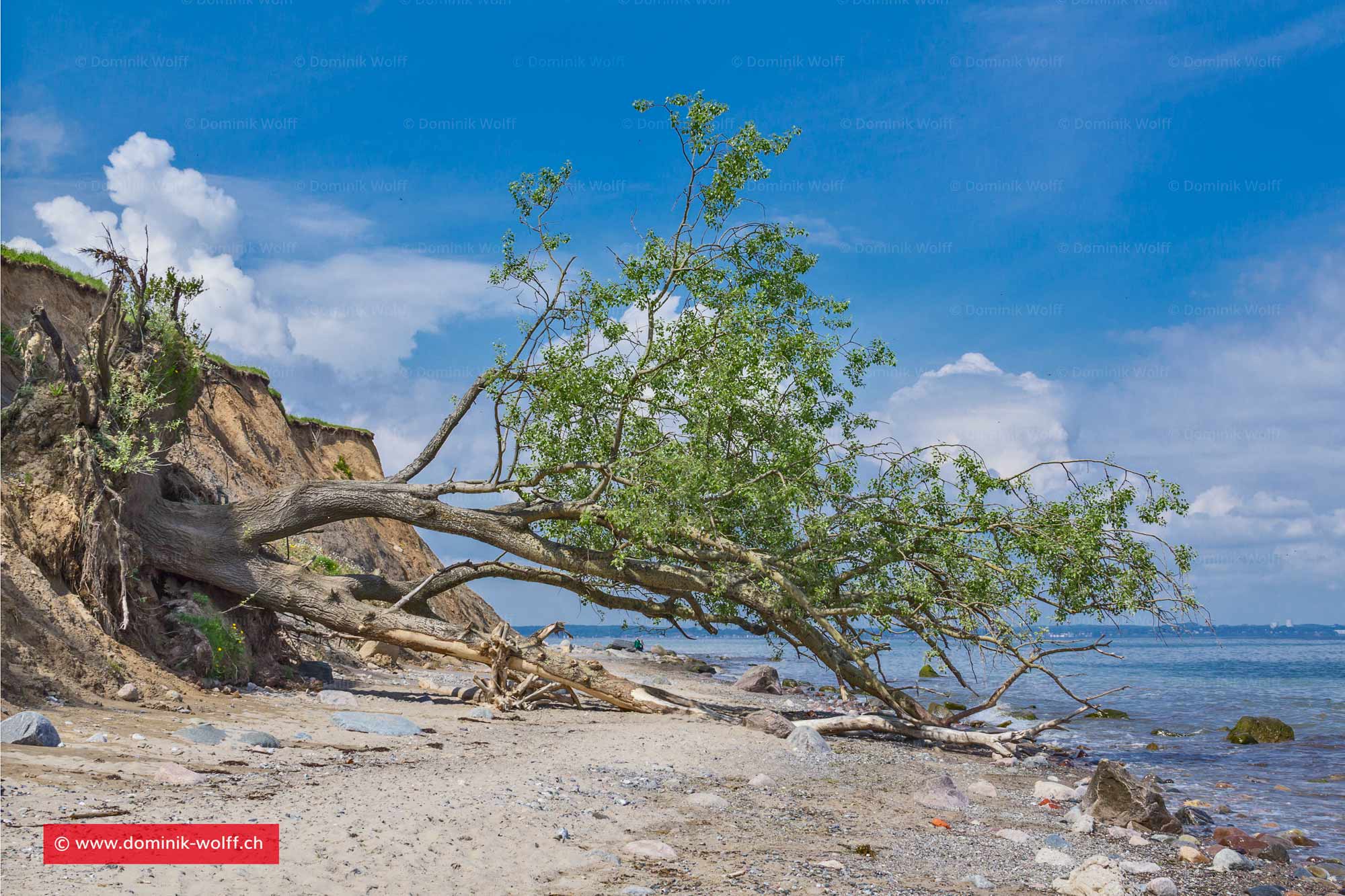 Bild + Foto - Brodtener Steilküste an der Ostsee