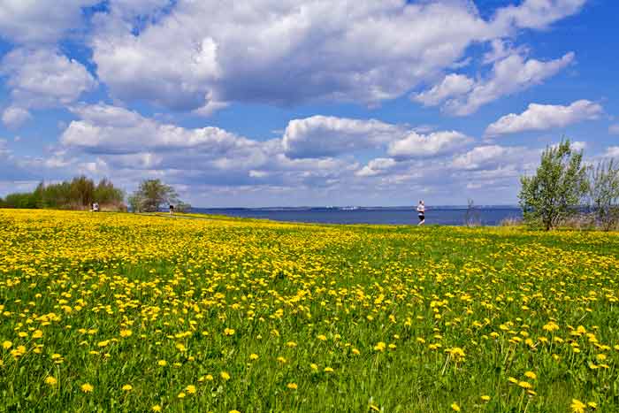 Frühlingswiese am Brodtener Ufer