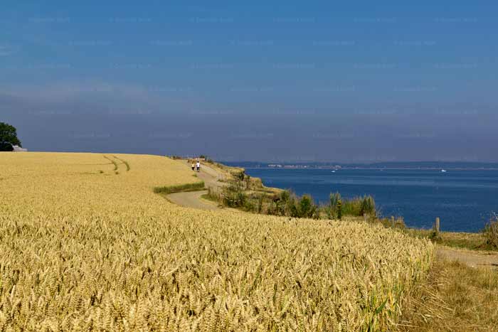 Brodtener Steilufer im Hochsommer