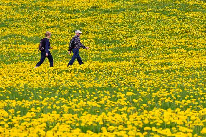 Flower Power am Brodtener Ufer