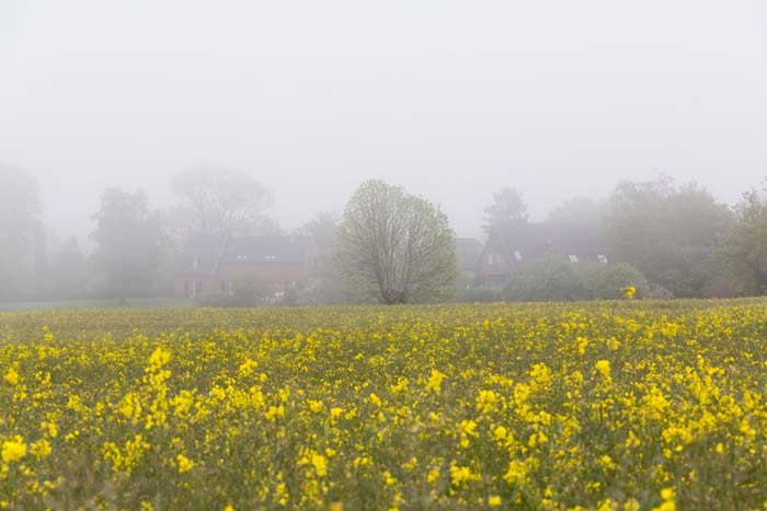 Nebel am Brodtener Winkel