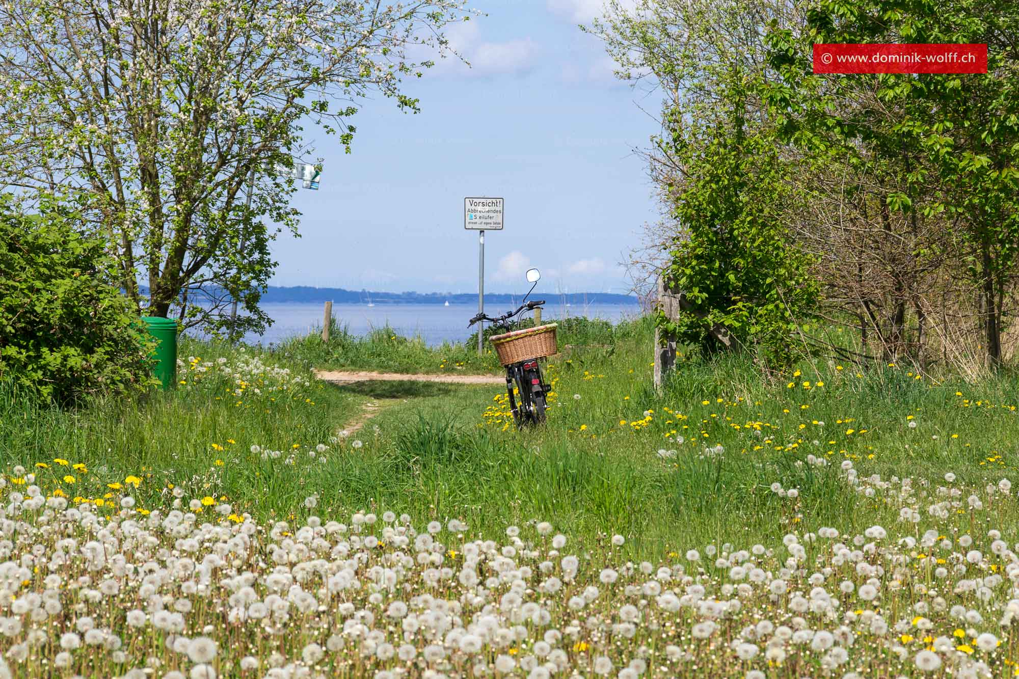 Bild + Foto - Pusteblume/Löwenzahn an der Ostsee