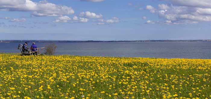 Frühling am Brodtener Steilufer