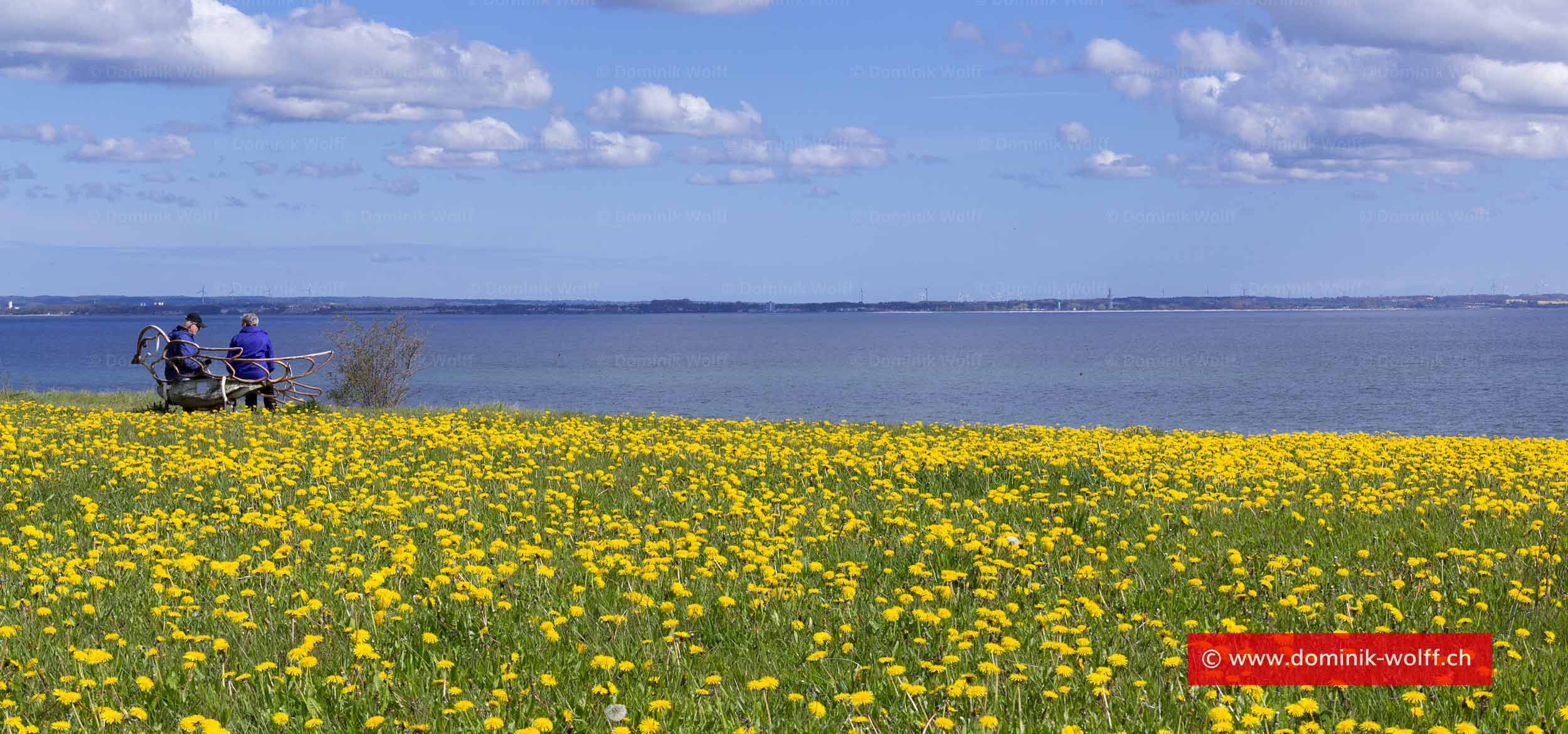 Bild + Foto - Blühender Löwenzahn an der Ostsee