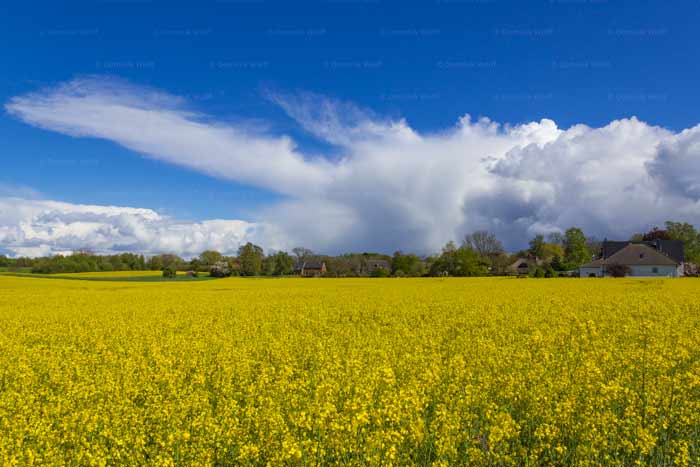 Rapsblüte in Brodten