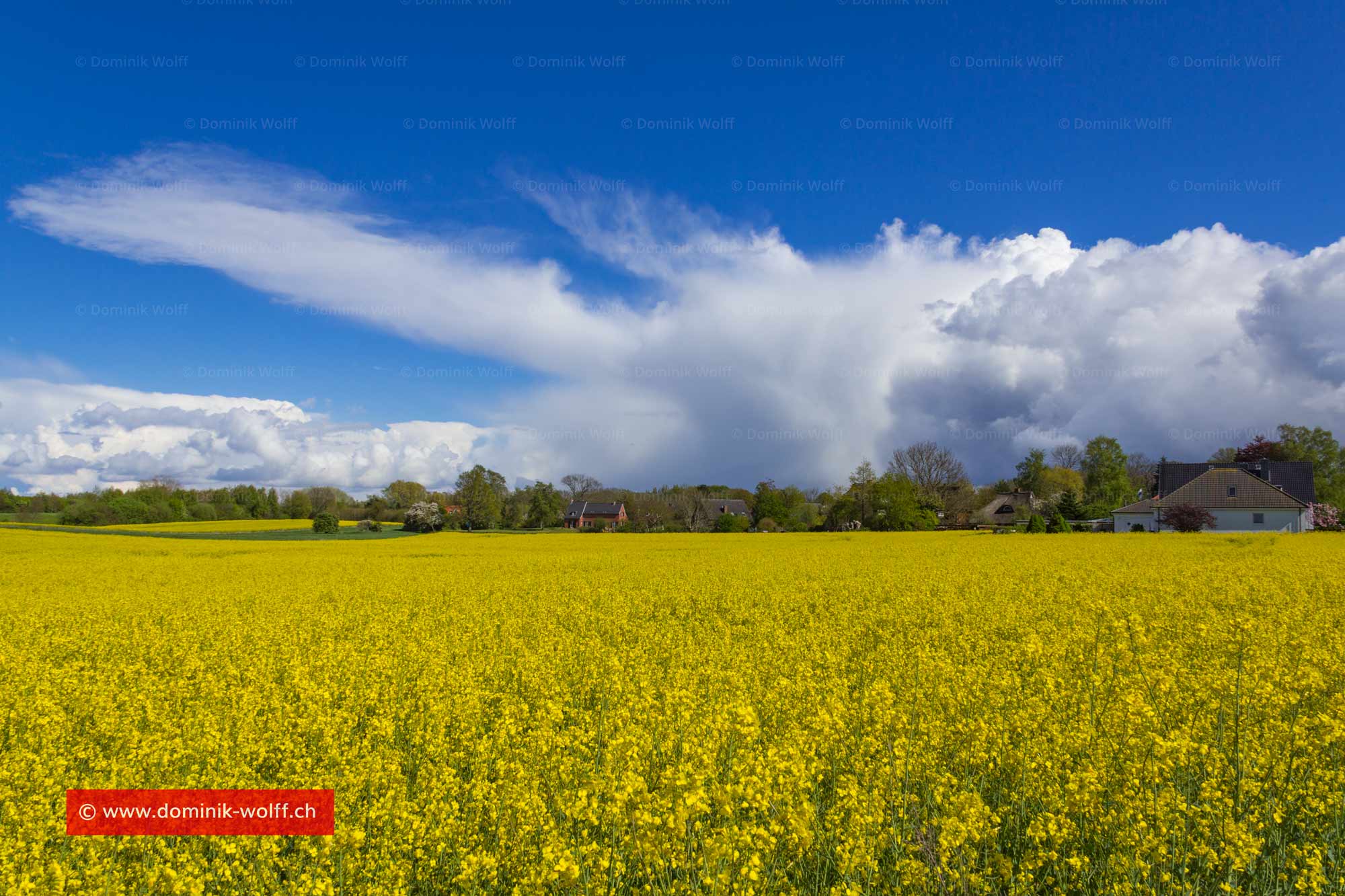 Bild + Foto - Rapsblüte in Brodten in Schleswig-Holstein