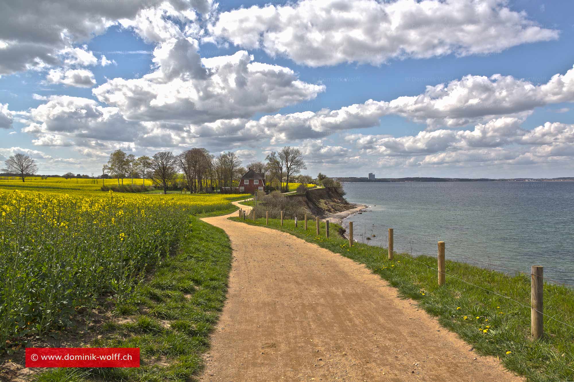 Bild + Foto - Rapsblüte an der Ostseeküste