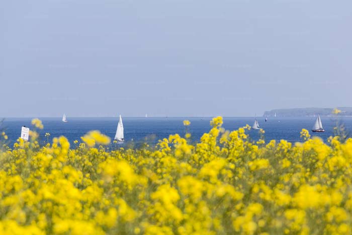 Rapsblüte am Brodtener Ufer