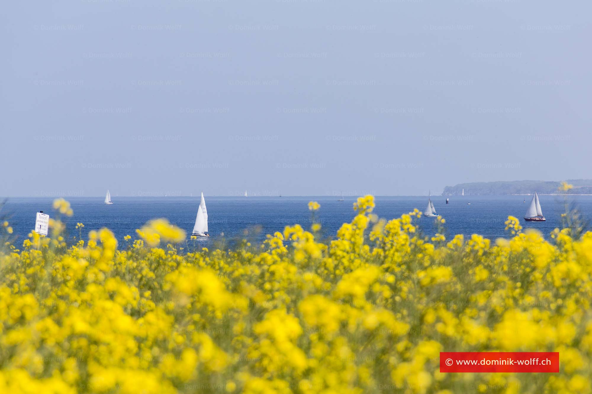 Bild + Foto - Blühender Raps in Lübeck Travemünde