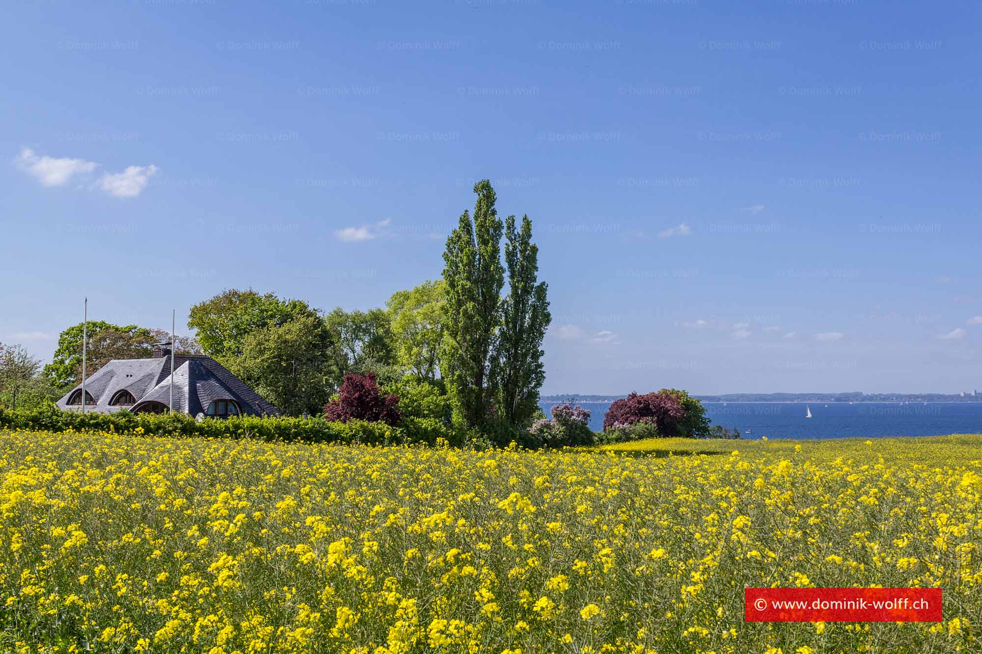 Bild + Foto - Rapsblüte an der Ostsee in Brodten