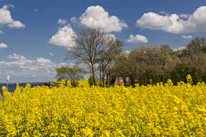 Rapsfeld am Brodtener Steilufer