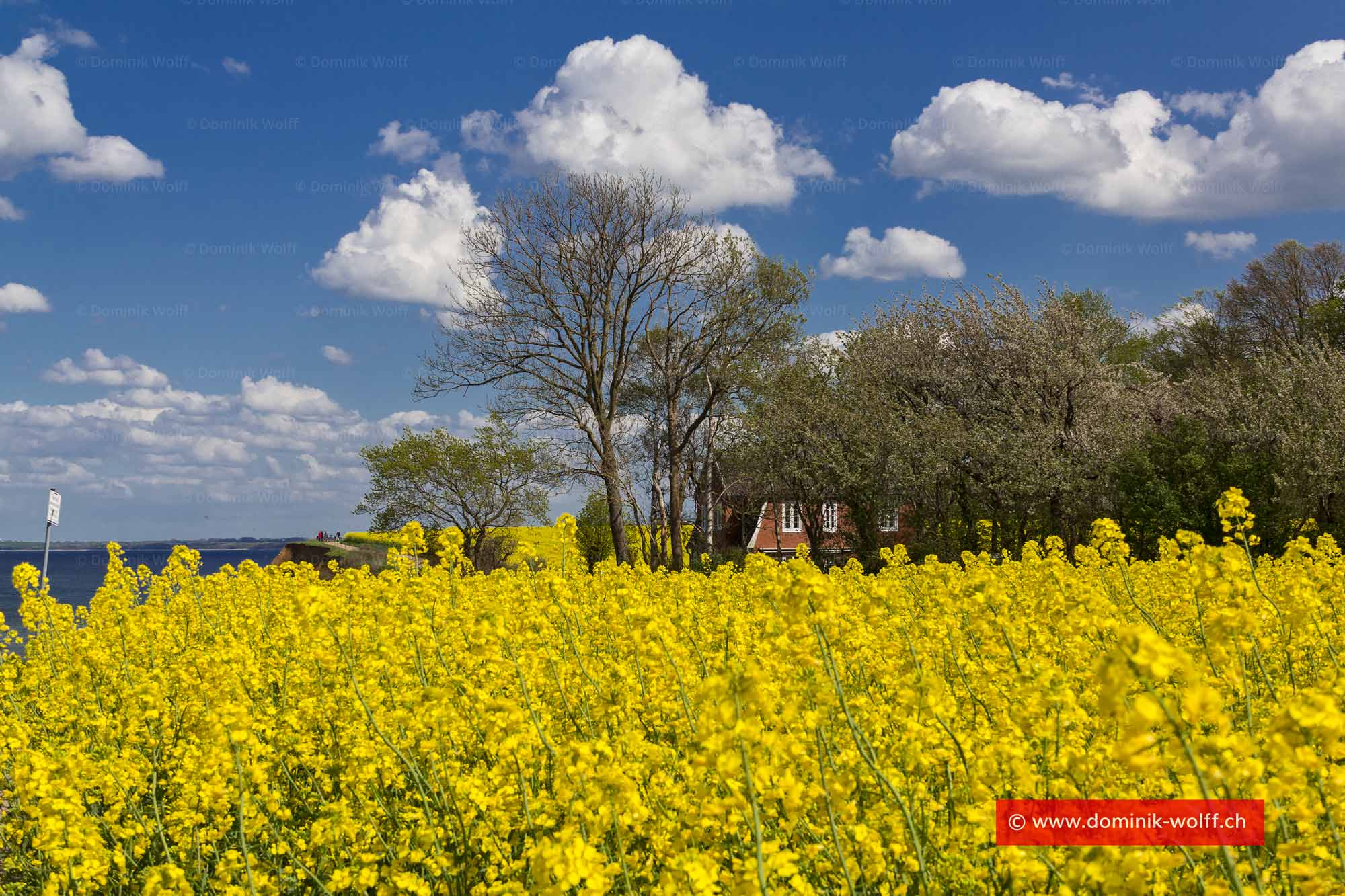 Rapsfeld am Brodtener Steilufer