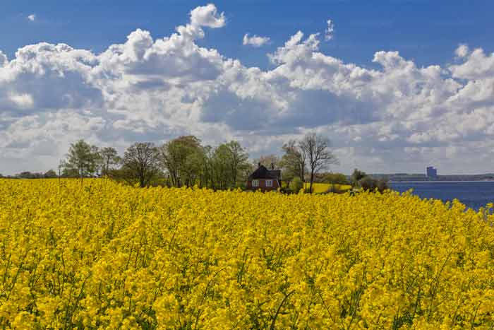 Rapsblüte am Brodtener Ufer