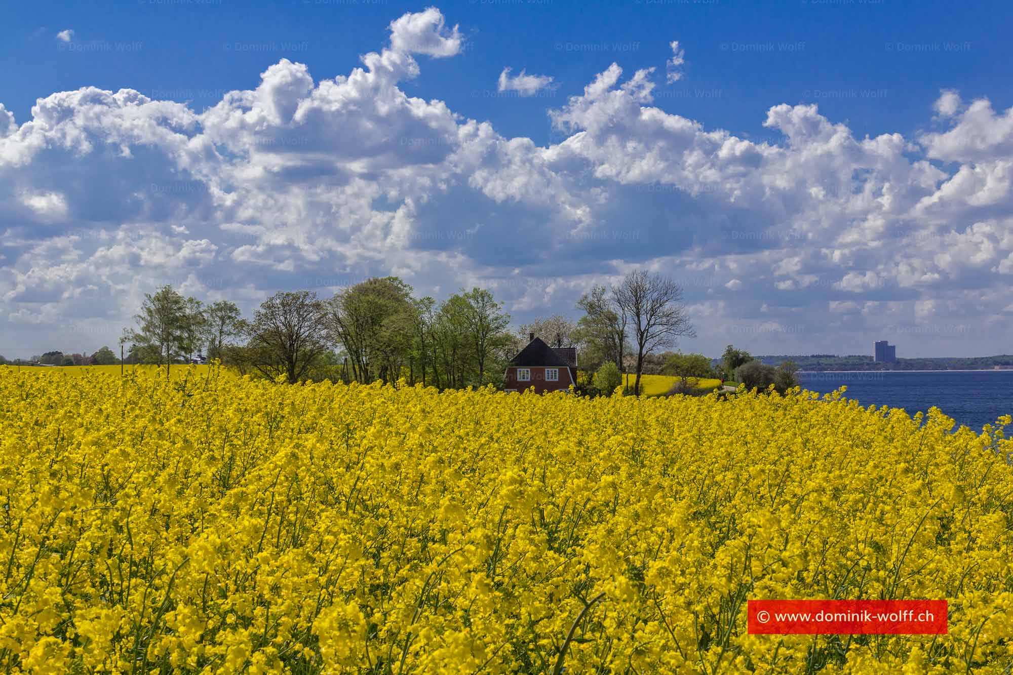 Bild + Foto - Rapsblüte an der Lübecker Bucht