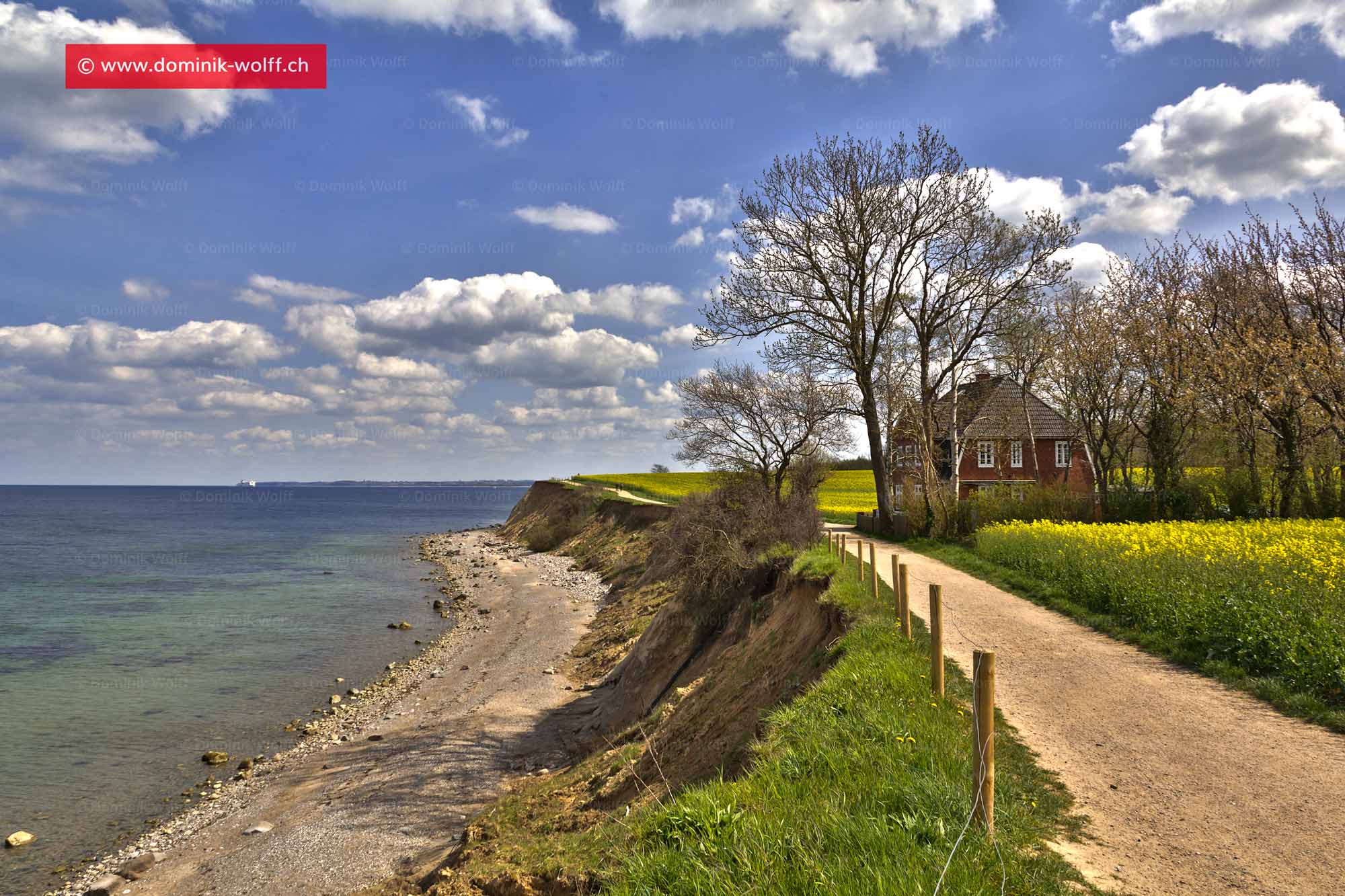 Bild + Foto - Rapsblüte an der Grenze zu Ostholstein