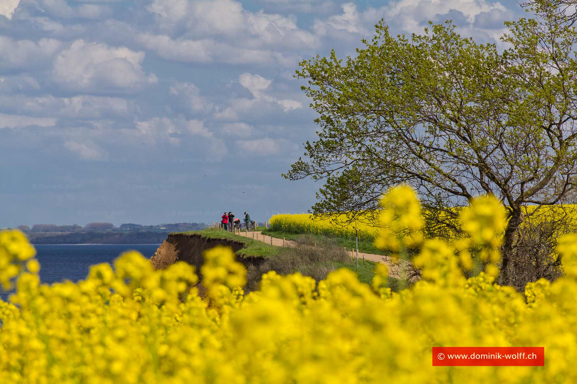 Bild + Foto - Rapsblüte in Schleswig-Holstein