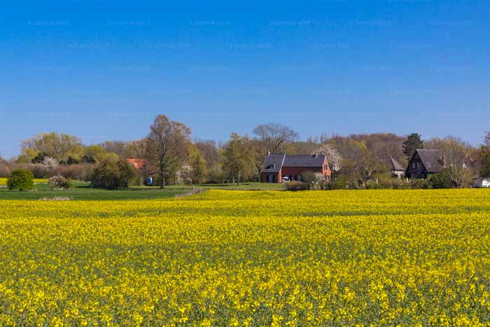 Rapsblüte in Brodten/Ostsee