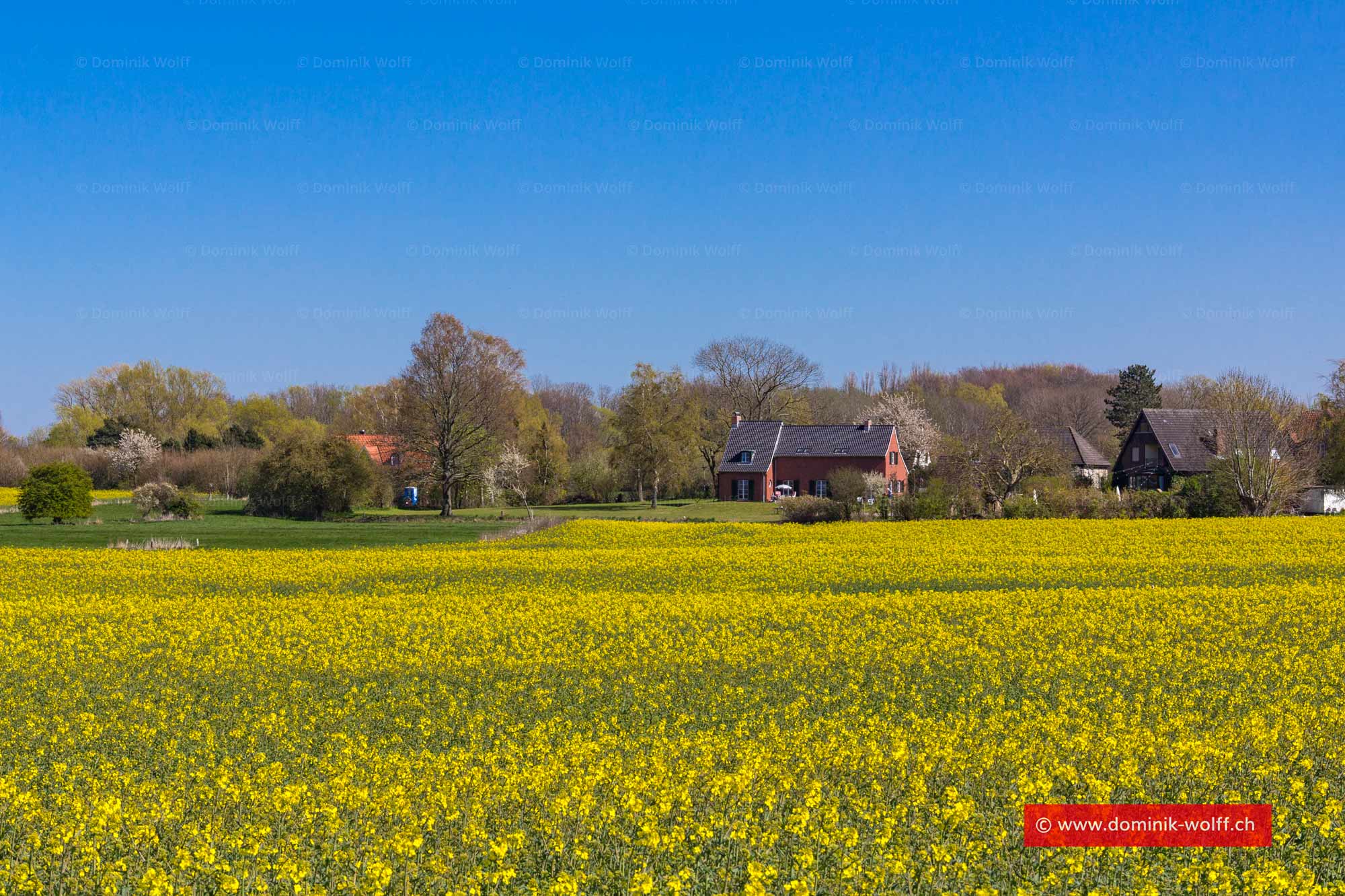 Rapsblüte in Brodten/Ostsee