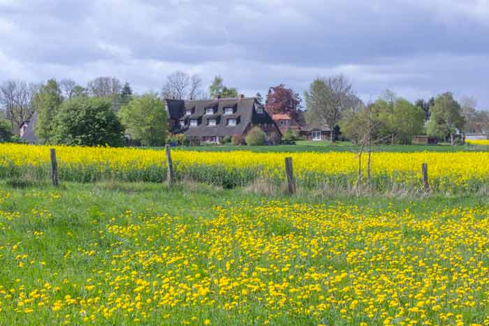 Rapsblüte im Brodtener Winkel