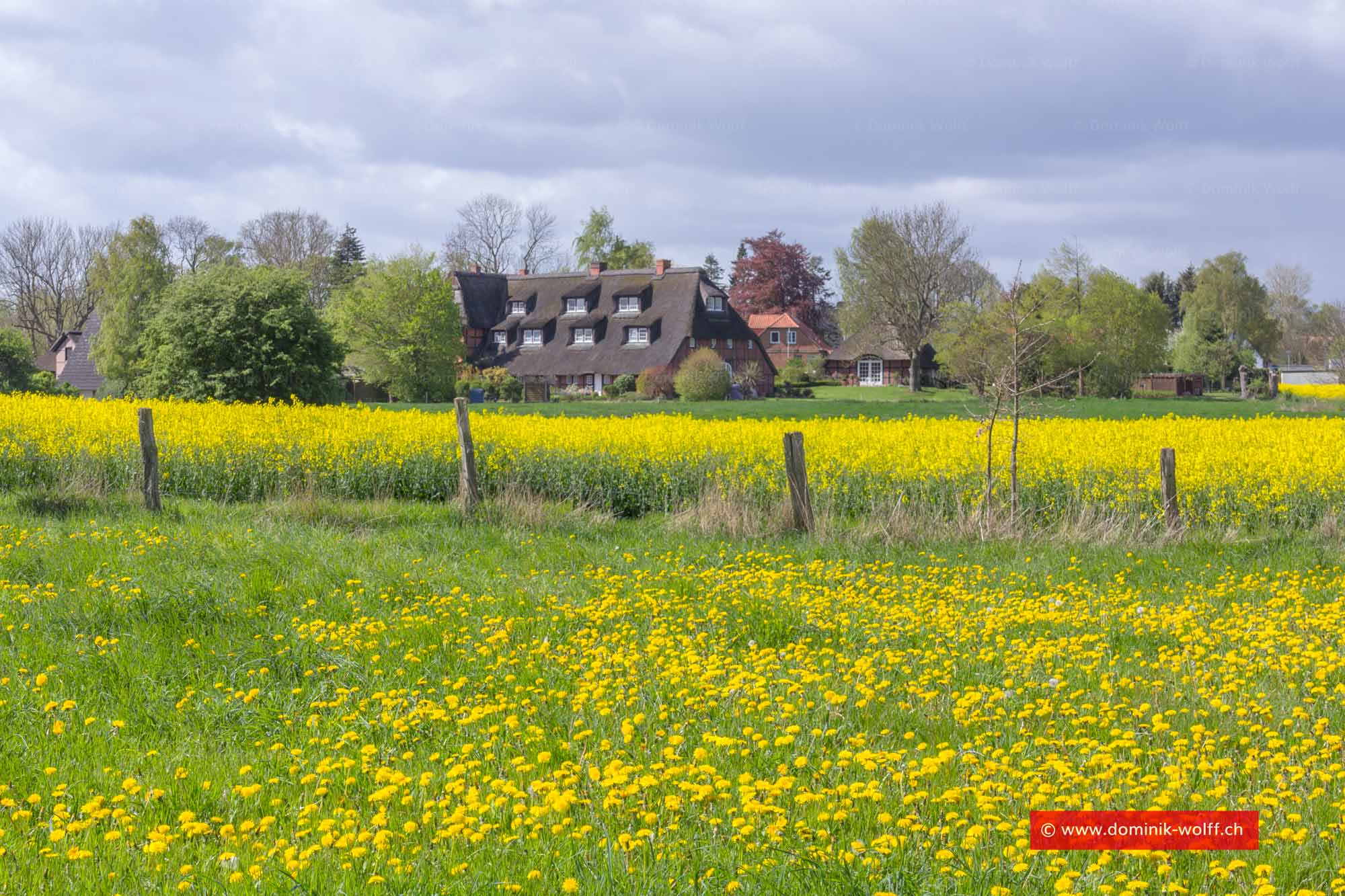 Rapsblüte im Brodtener Winkel