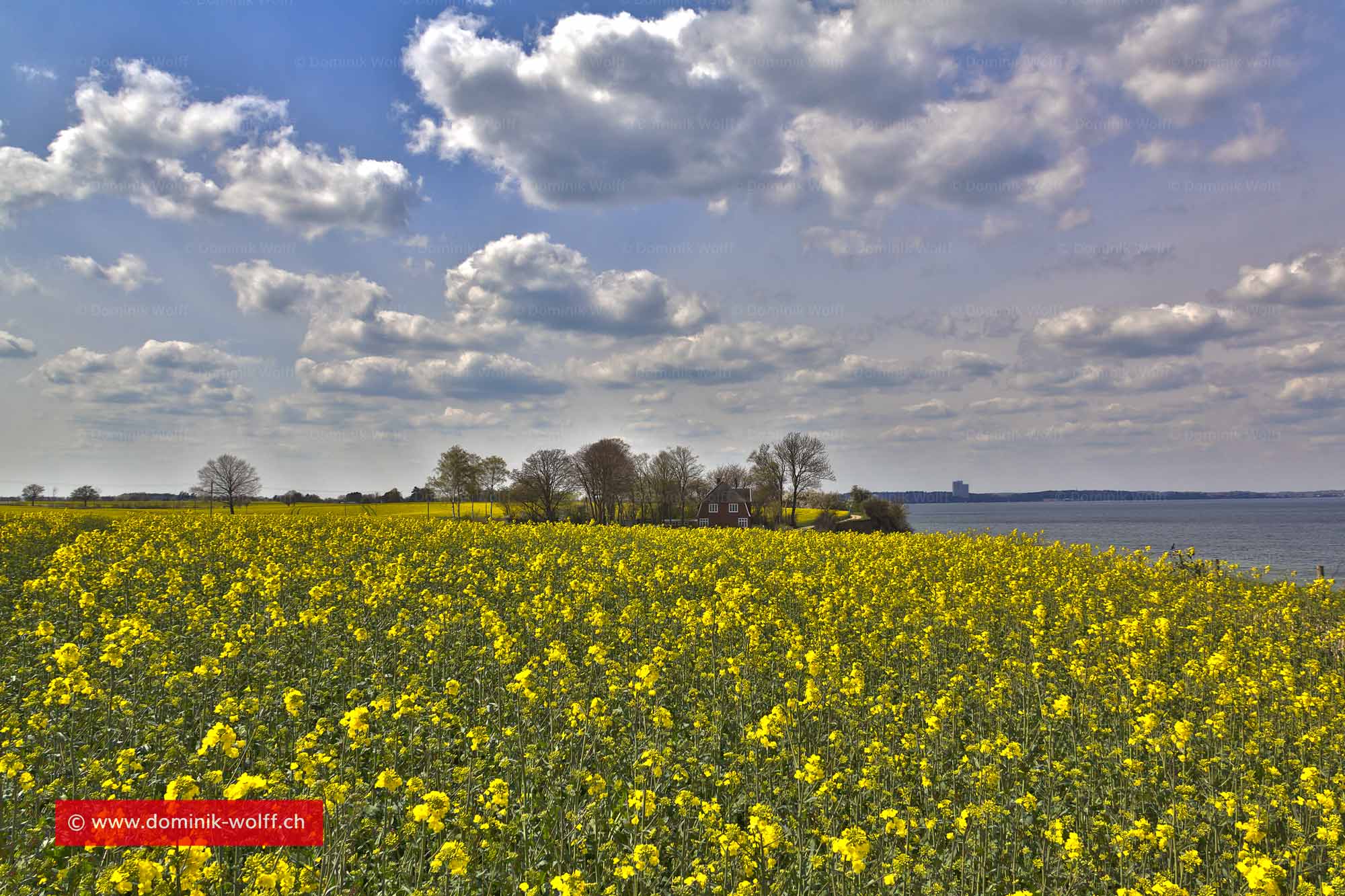 Bild + Foto - Rapsfeld am Brodtener Ufer