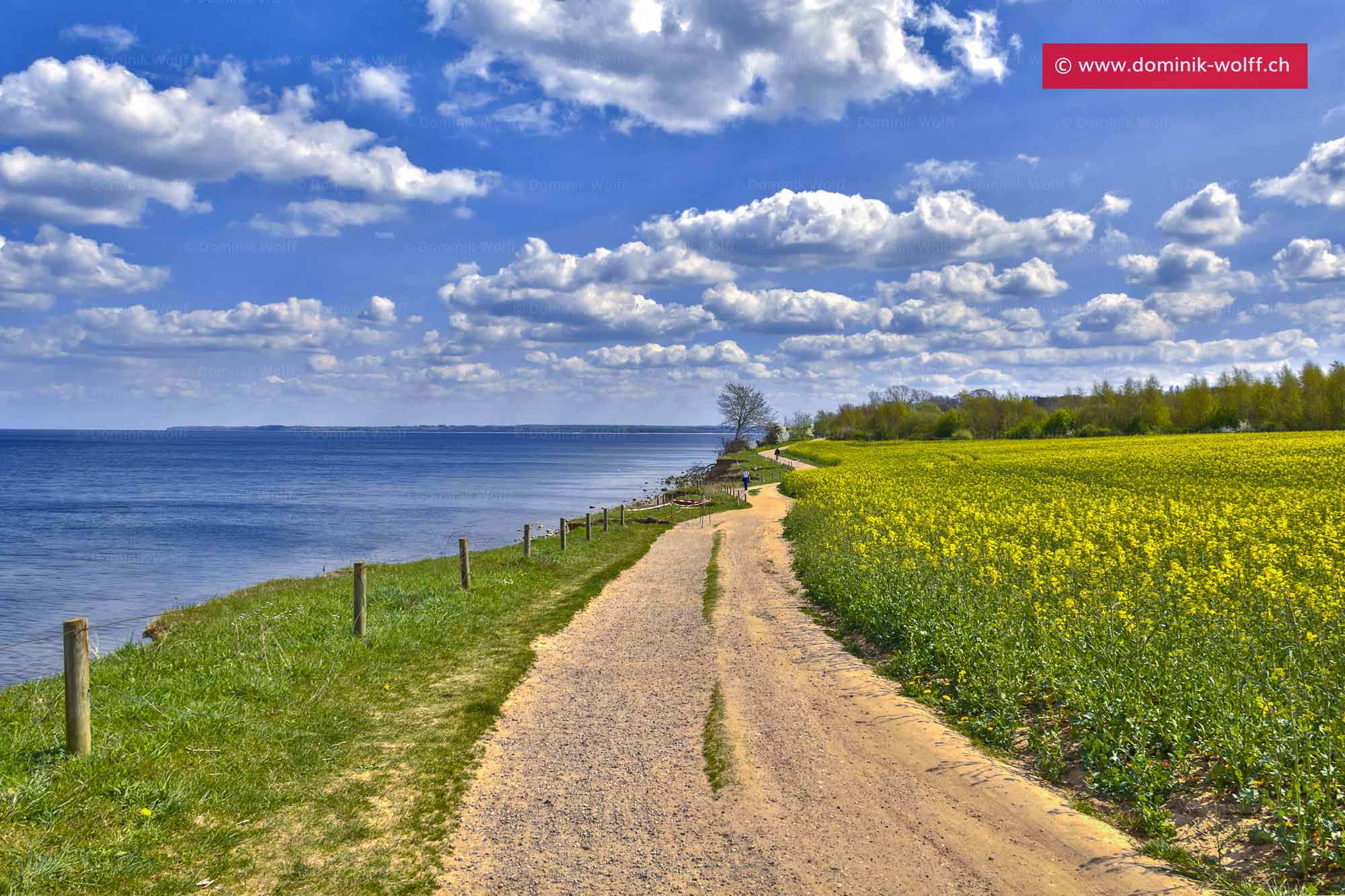 Bild + Foto - Rapsfeld an der Ostsee