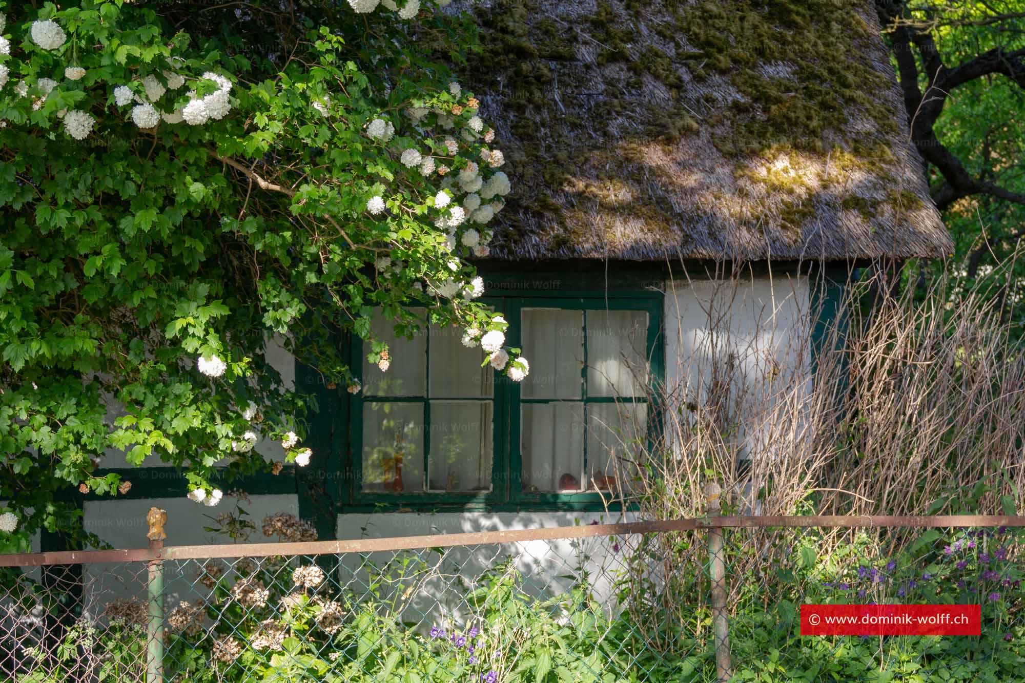 Bild + Foto - Reetdachhaus in Lübeck Travemünde