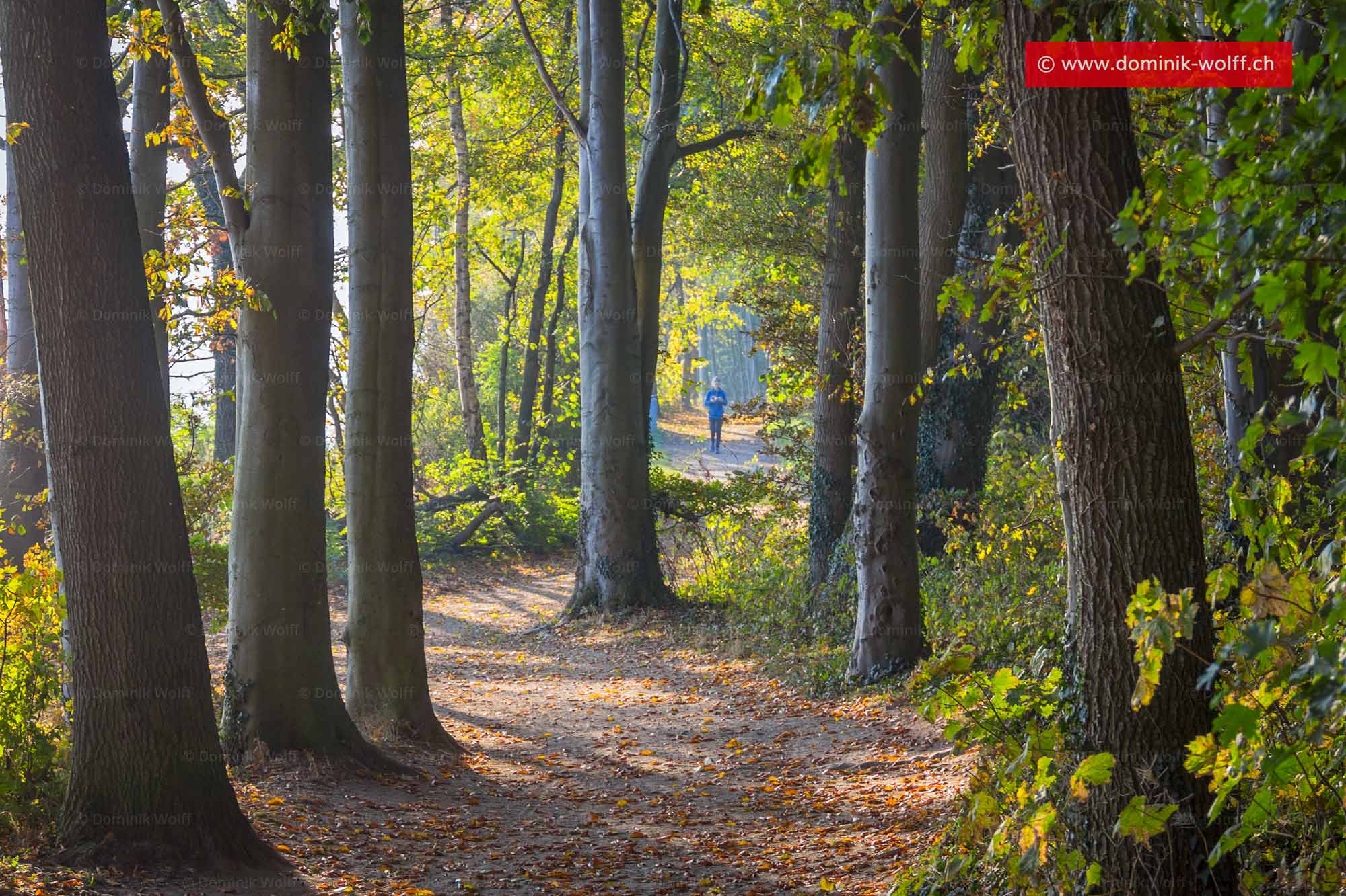 Bild + Foto - Wanderweg in Richtung Travemünde